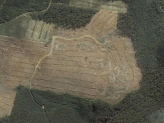  Deforestation in Tasmania 6 (Pollution) - cache image