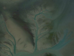 River tree (Landscape) - cache image