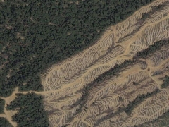 Deforestation in Malaisia 9 (Pollution) - cache image