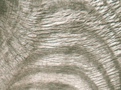 Elephant skin (Look Like) - cache image