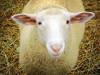 It's Sheep (Animals) - similarity