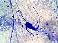 Neuron (Look Like) - similarity